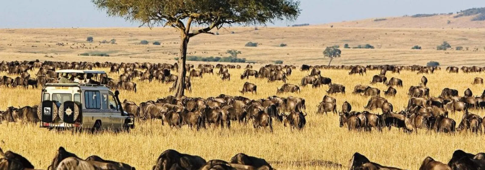 Wide grassland savanna