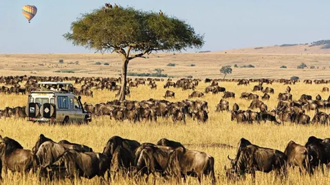 Wide grassland savanna