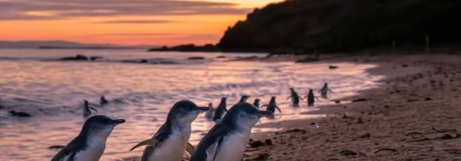 Little penguins crossing the beach at Phillip Island Nature Park, Victoria, at dusk