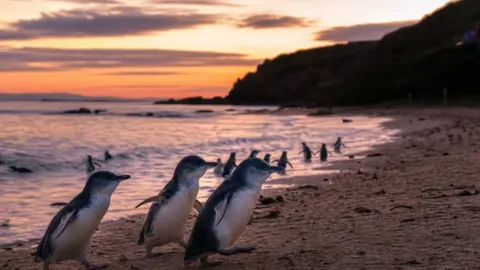 Little penguins crossing the beach at Phillip Island Nature Park, Victoria, at dusk