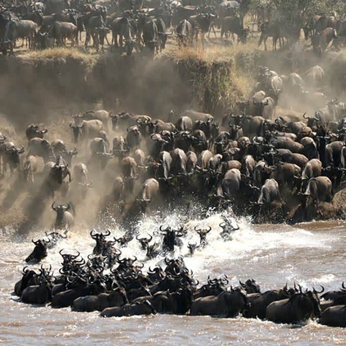 The Maasai Mara, Live from Kenya