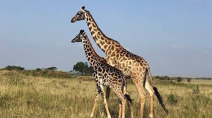Giraffes on the open plains of the Maasai Mara